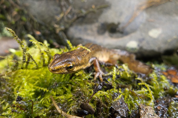 Smooth Newt checking out its temporary home