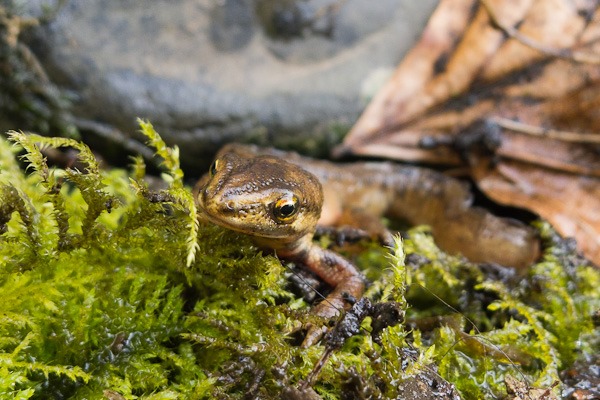 Smooth Newt