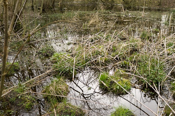 A desirable residence for a young Newt ?