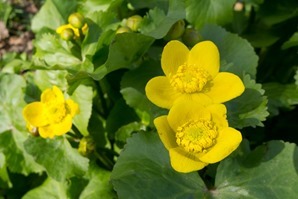 Marsh Marigolds just begining to open up at Stenner Woods