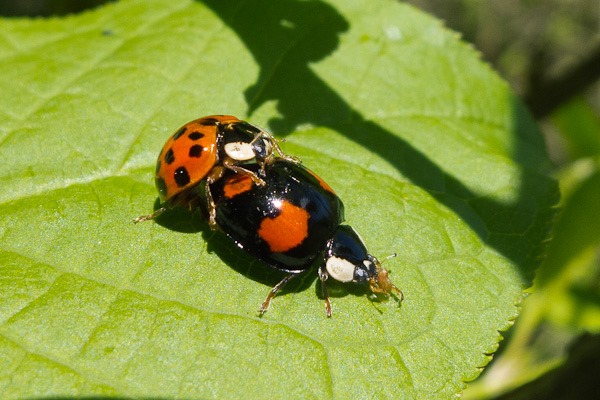 Harlequin Ladybirds on a Bird Cherry within Kenworthy Orchard