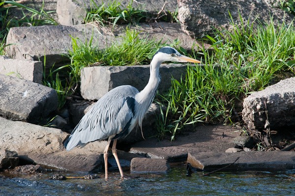 One of the local Grey Herons. Great to see him in the river rather than fishing in the garden pond