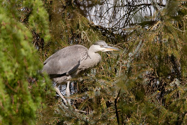 The female Grey Heron waiting for the return of her mate further downstream at the Heronry