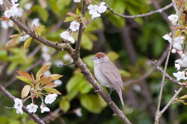 Blackcap (female) in a Wild Cherry at Chorlton Ees