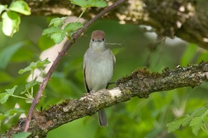 Yet more dried grass being gathered from the base of an Elder.