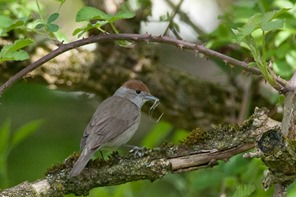 Blackcap collecting nesting material