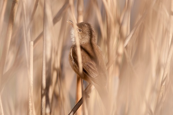 Reed Warbler singing from within the reedbed