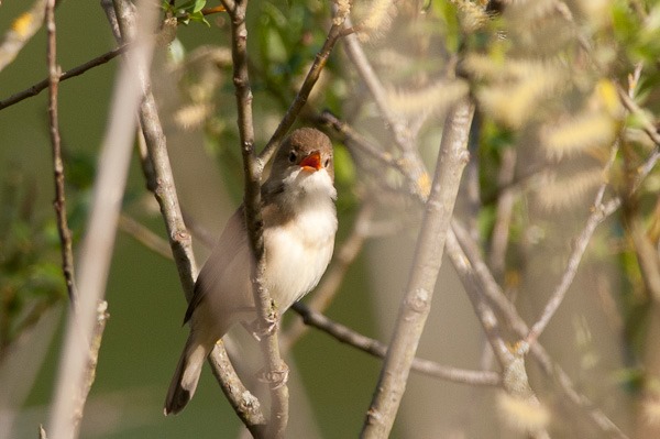 Reed Warbler singing from a Willow at the edge of the lake