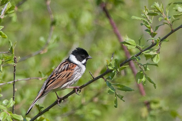 Male Reed Bunting on the former Barlow Tip. 