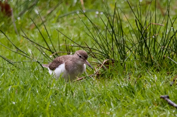 Common Sandpiper enjoying the Spring weather