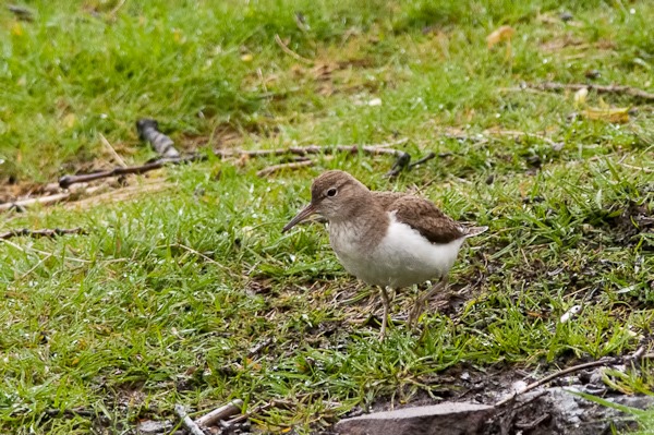 Common Sandpiper