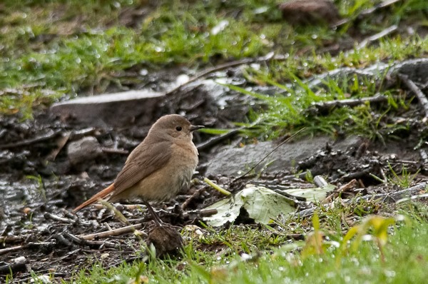 Female Redstart 