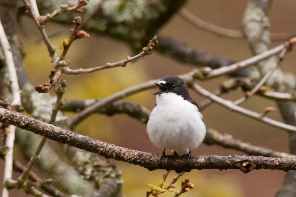 Pied Flycatcher in the woodland close to Errwood Reservoir