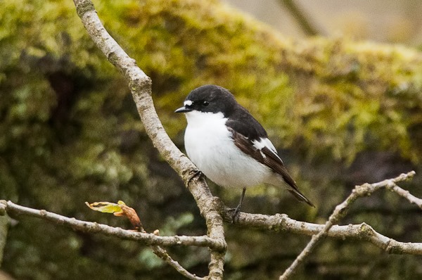 Pied Flycatcher (male)