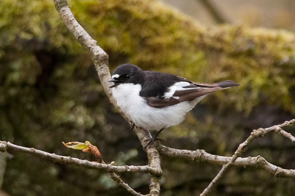 Pied Flycatcher at Errwood Reservoir, Goyt valley