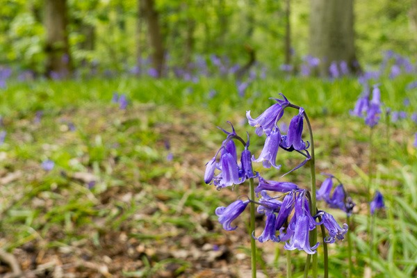 Bluebells at Marbury Country Park