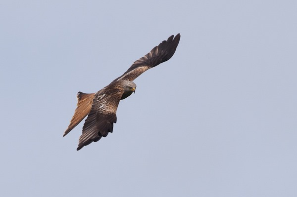 One of the Chiltern's Red Kites.