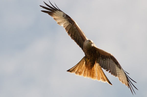 Red Kite