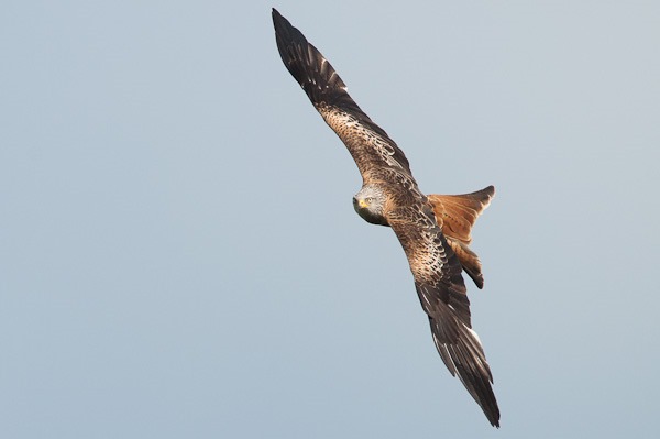 Strange to see a bird that appears to have a curiosity with people and is definitely not scared to have a closer look.