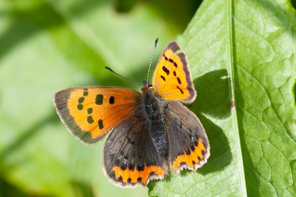 A Small Copper, one of many Butterflies. Unfortunately too early for the more uncommon Hairstreaks.