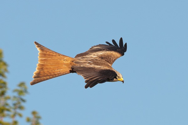 Unmistakeable rufous tail that enables the Kite to constantly twist and turn so effortlessly
