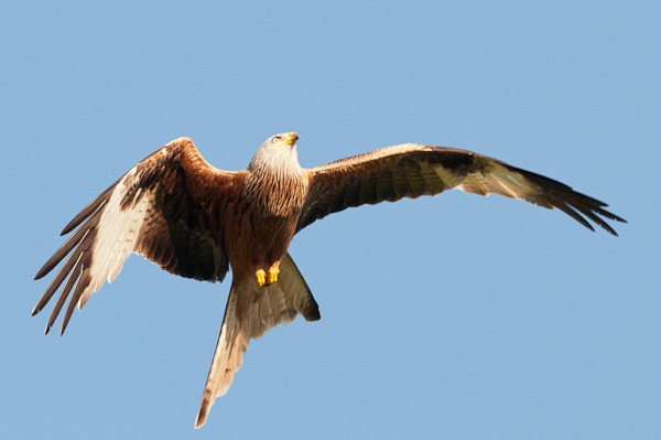 Red Kite soaring upwards after swooping down for a piece of chicken