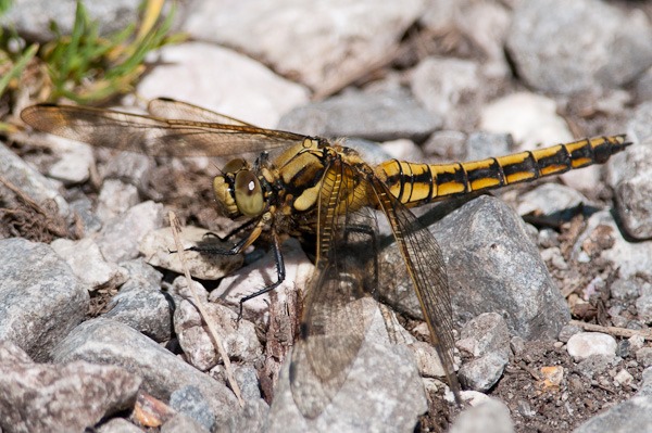 Black-tailed Skimmer sunbathing at the edge of a footpath