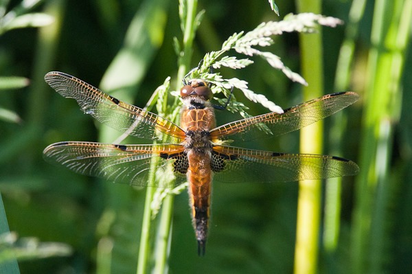 Four-Spotted Chaser at Westhay Moor