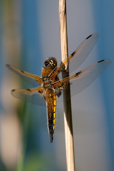 One in a thousand. Four Spotted Chaser at Ham Wall.