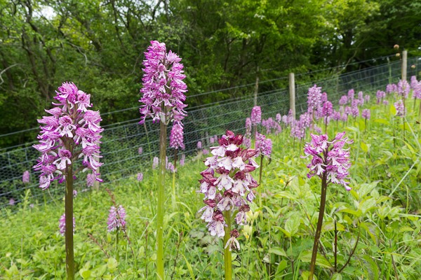 Lady Orchid and the hybrid Monkey x Lady Orchid on the Orchid slope at Hartslock