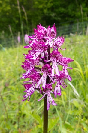 Lady x Monkey Orchid hybrid