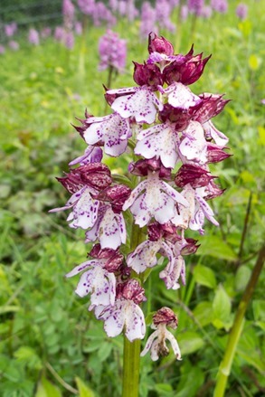 Lady Orchid