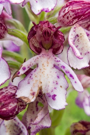 Close up of the flower from a Lady Orchid