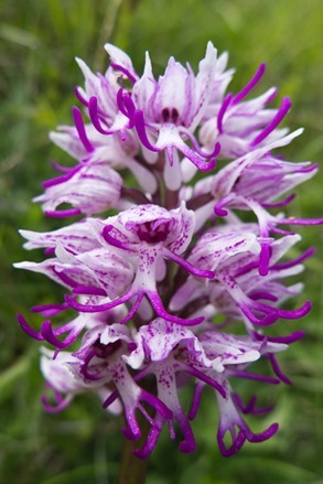 Monkey Orchid