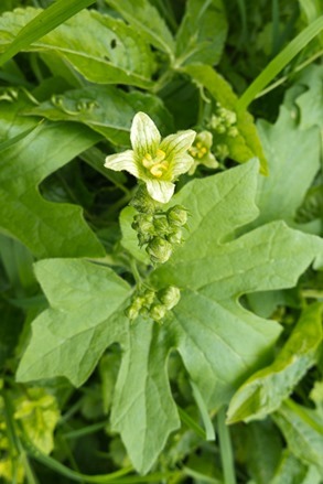 White Bryony - a toxic member of the Cucumber family