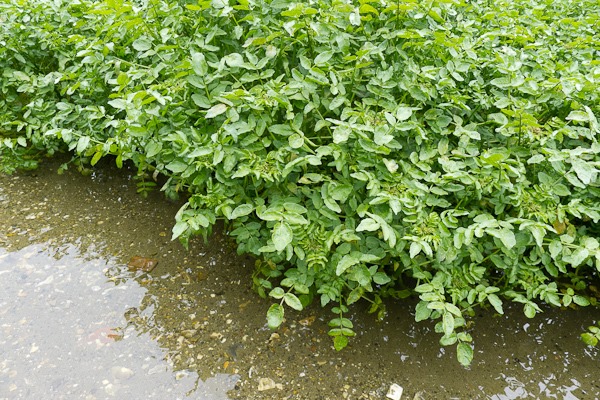 Watercress in the crystal clear water of Ewelme Brook