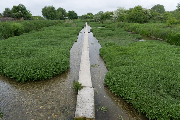 Watercress Beds