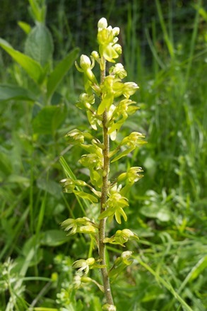 Common Twayblade in the grassland with the Military Orchids