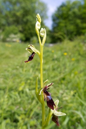 Fly Orchid at Homefield Wood