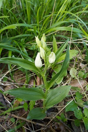 White Helleborine on the edge of the Beech woodland