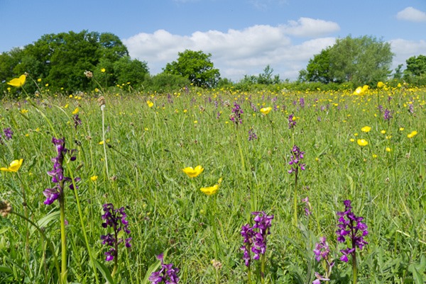 Green winged Orchids and Meadow Buttercups at Bernwood Meadow