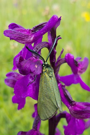 Another species restricted to damp meadows - the day flying Forester Moth.