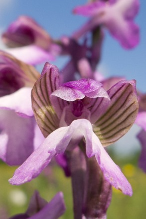 With the green veins running through the wings unlikely to be confused with any other Orchid