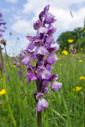 A slightly paler form with strongly marked wings