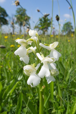 The short, almost stunted white form.
