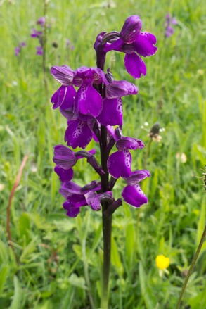 The standard purple form of the rare Green winged Orchid