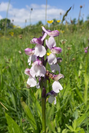 Also available in bicolours.