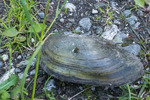 Freshwater Mussel complete with Otter toothmark