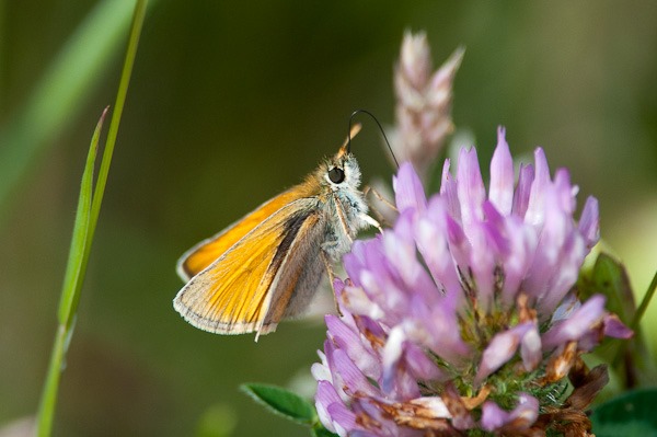 Small Skipper nectaring on Clover 