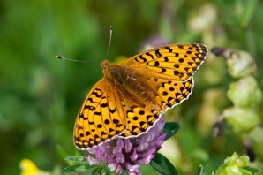 Dark Green Fritillary